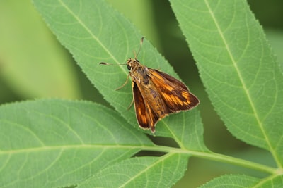 brown moth on green leaf